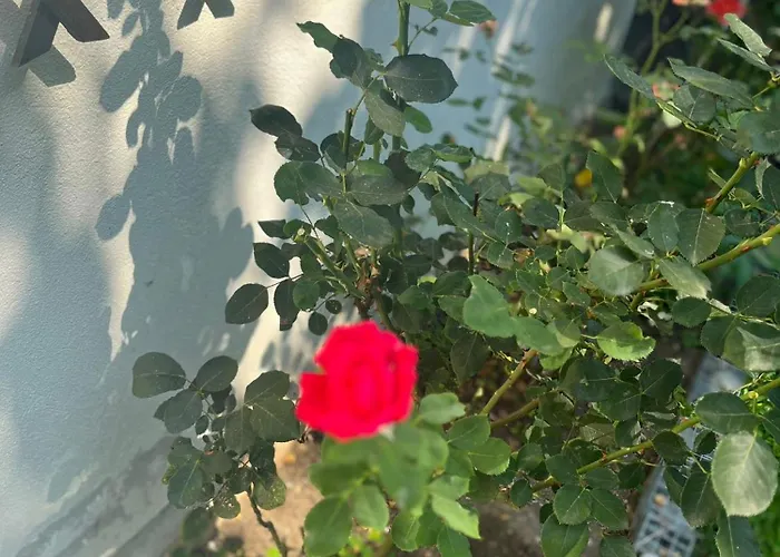 Kъща за гости христина 로제넷츠